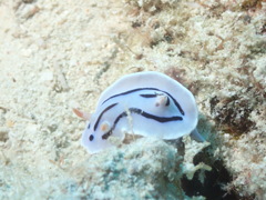 ダイアナウミウシ
