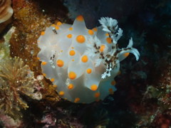 コンペイトウウミウシ