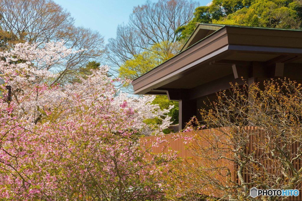 桜(1) @ 鎌倉