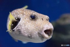 ふぐ？＠江ノ島水族館