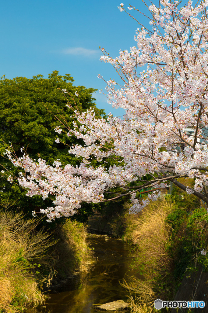 桜(4) @ 鎌倉