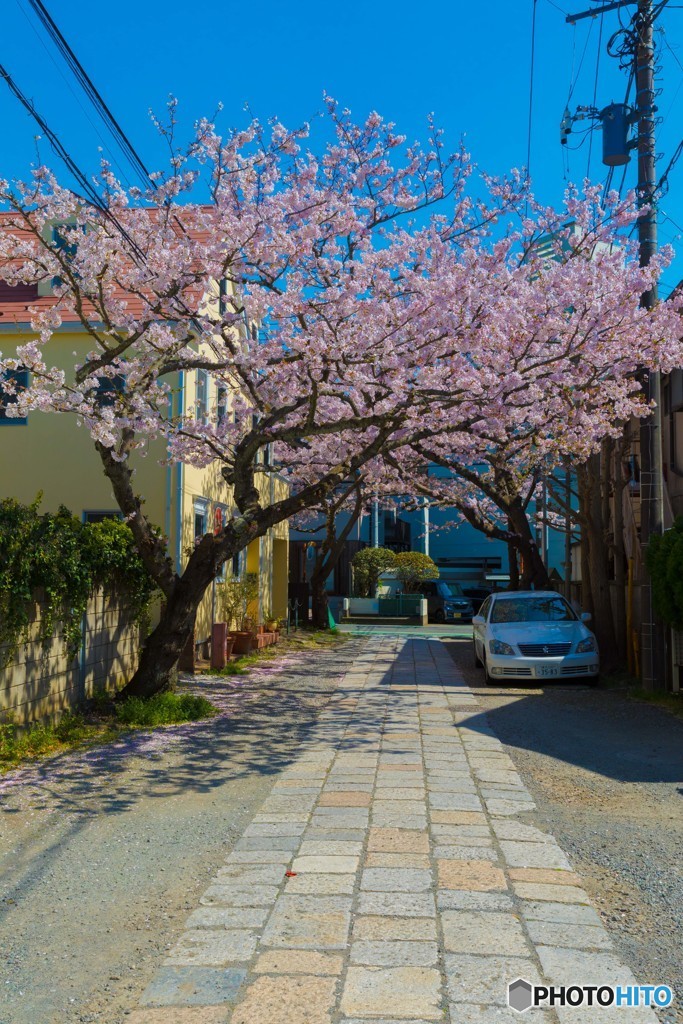 桜(3) @ 鎌倉