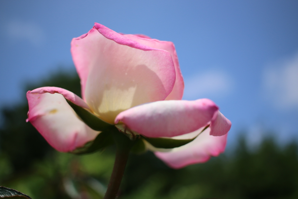 薔薇