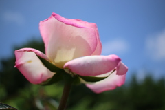 薔薇