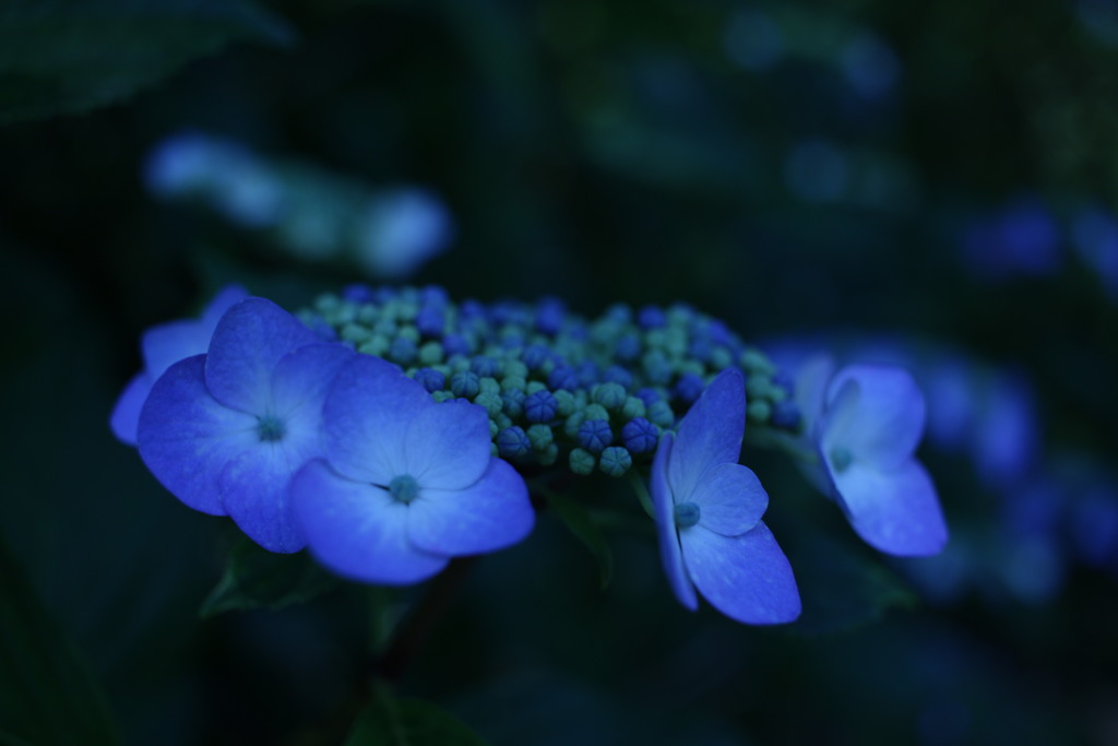 紫陽花