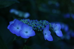 紫陽花