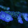 紫陽花