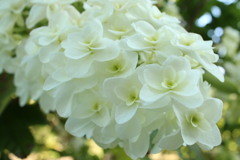 紫陽花