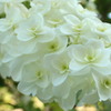 紫陽花