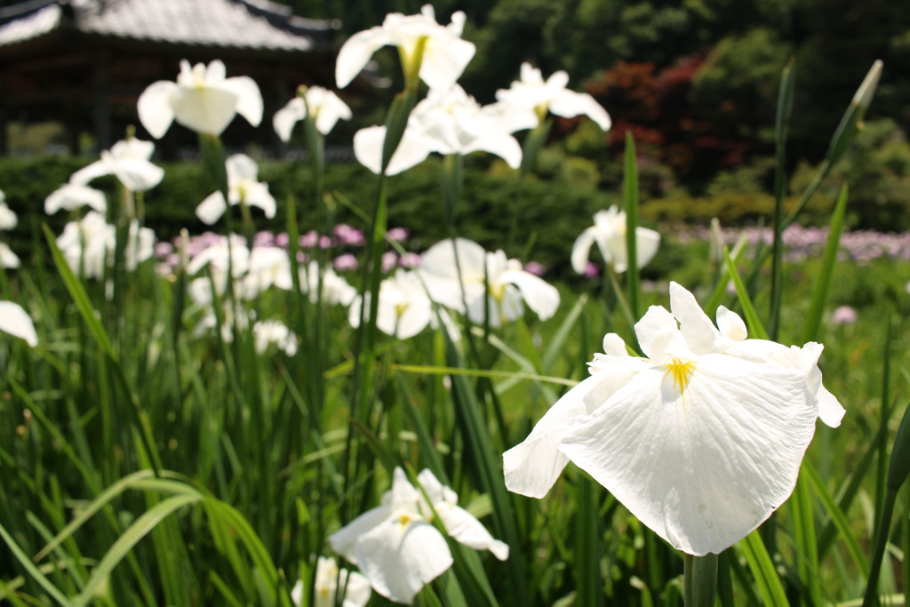 花菖蒲