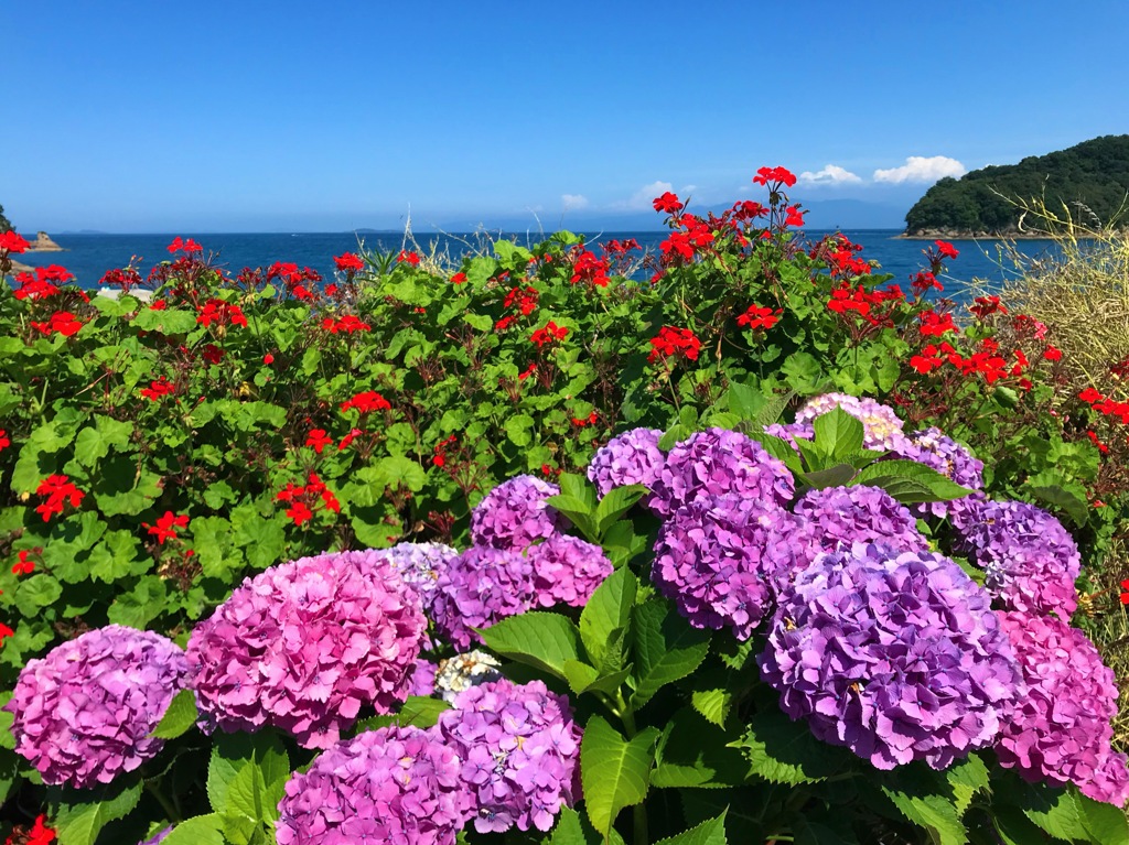海と花