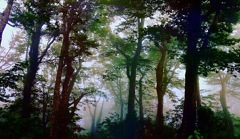 霧と森