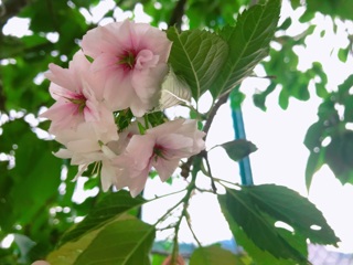 狂っても、桜