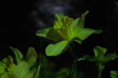 真夜中に咲く２