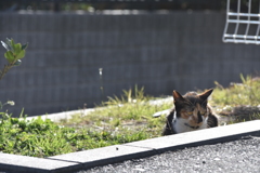 サビも大好き