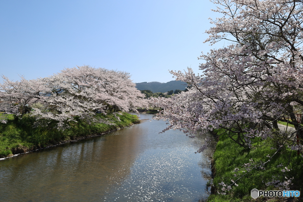 宇陀川の桜