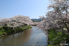 宇陀川の桜