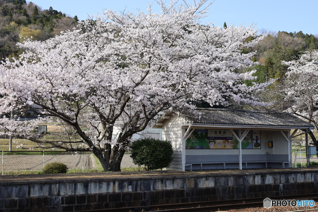 JR佐那具駅の桜