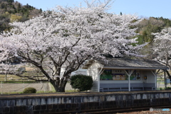 JR佐那具駅の桜