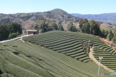 和束町の茶畑
