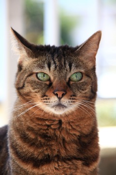 Green eye