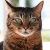 Green eye