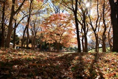 Autumn leaves