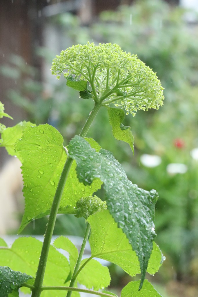 紫陽花の季節のはじまり