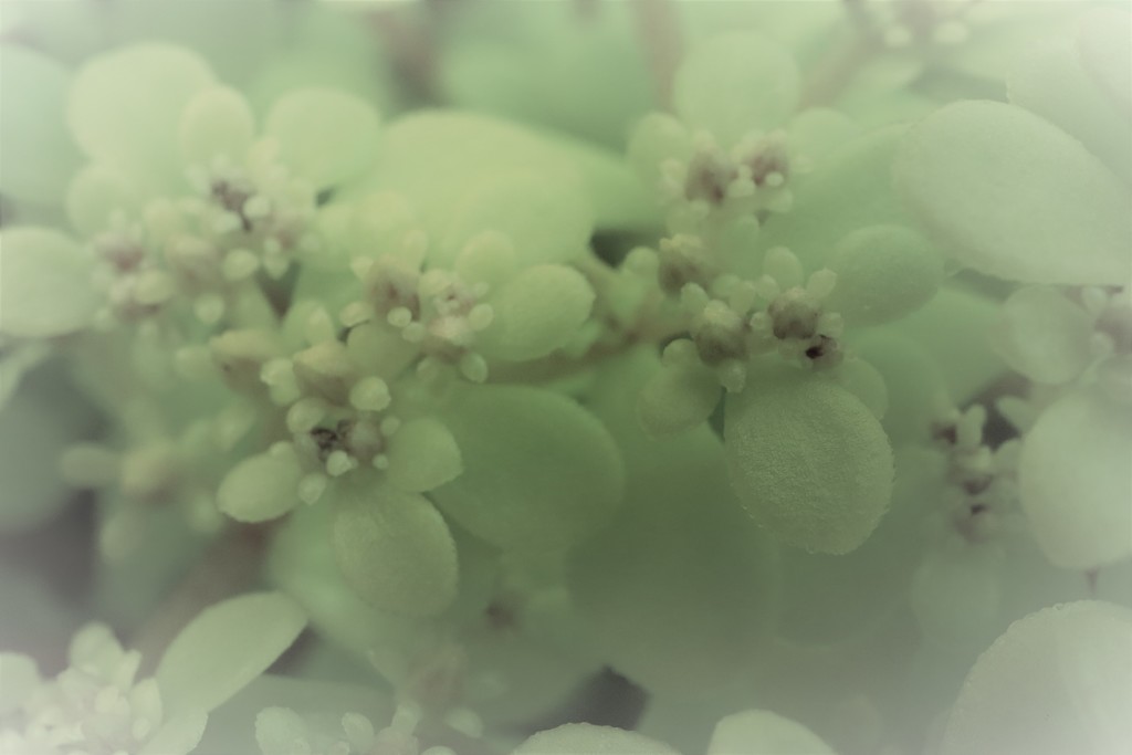 花の名前がわかりません、、、教えてくださる方、、、