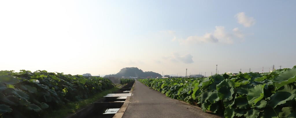 亀島山とレンコン田
