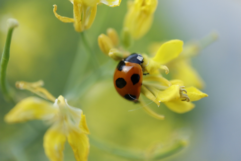 菜の花とテントウムシ