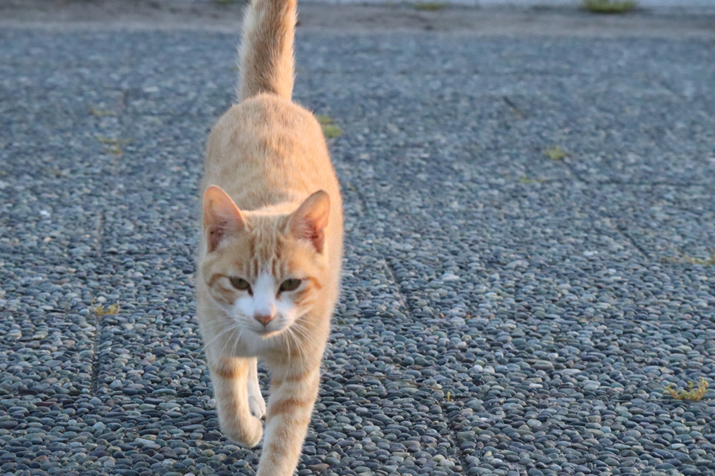 なにかくれる？