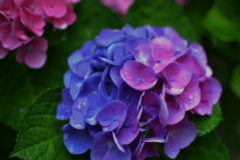 ダブルフェイス