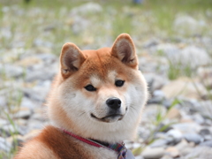 イヌ