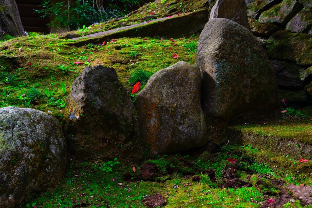 京都の苔の寺