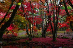 紅葉