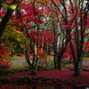 紅葉