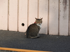 ネコ