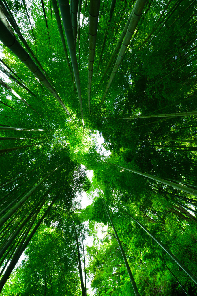円覚寺　竹林