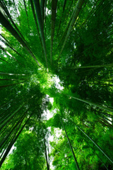 円覚寺　竹林