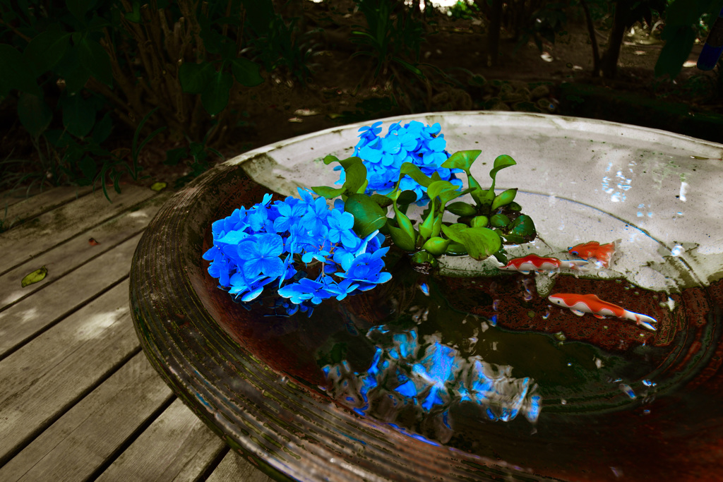 紫陽花と金魚
