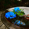 紫陽花と金魚