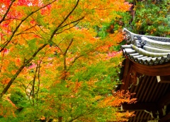 京都 泉湧寺