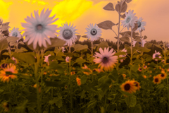 空に溶けたひまわり