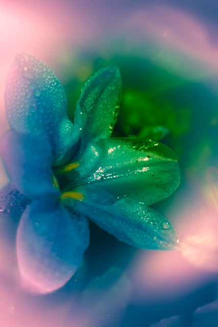 オーロラフラワー