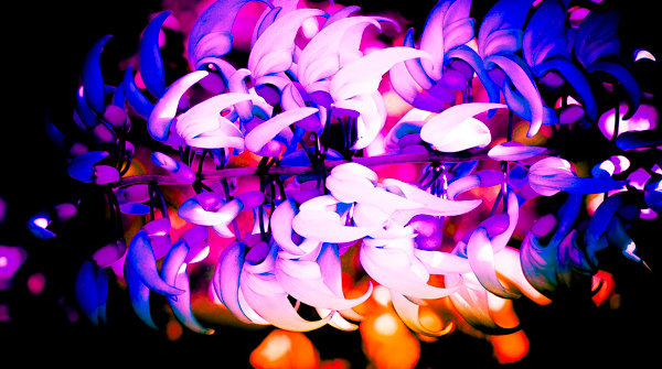 ヒスイカズラの反逆