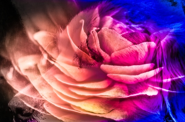 写真加工:犬と花