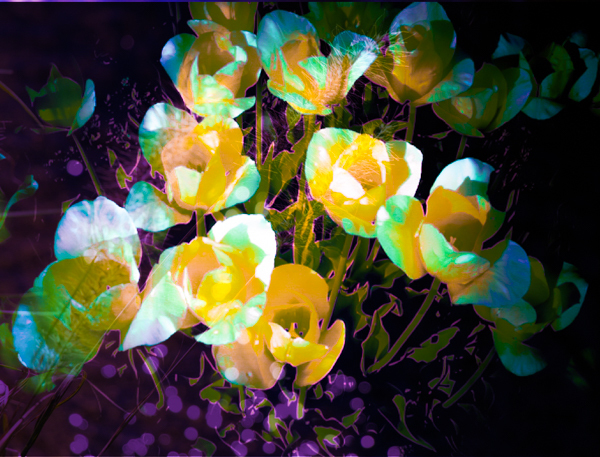 チューリップ色遊び