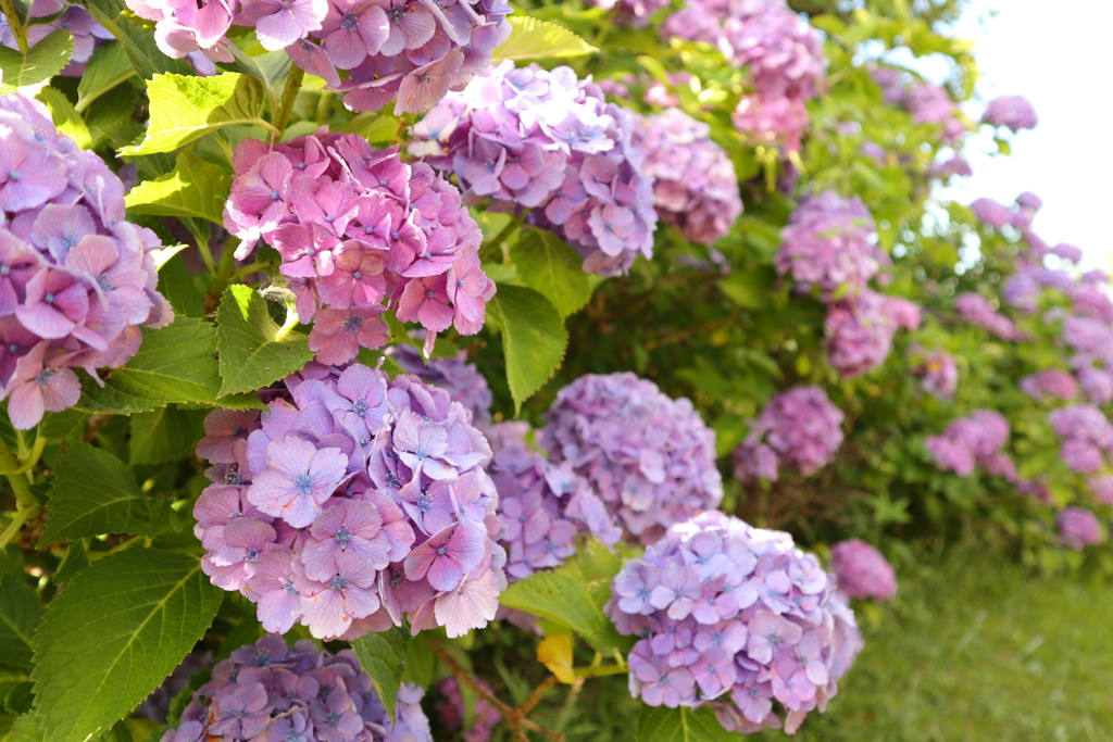 大集合