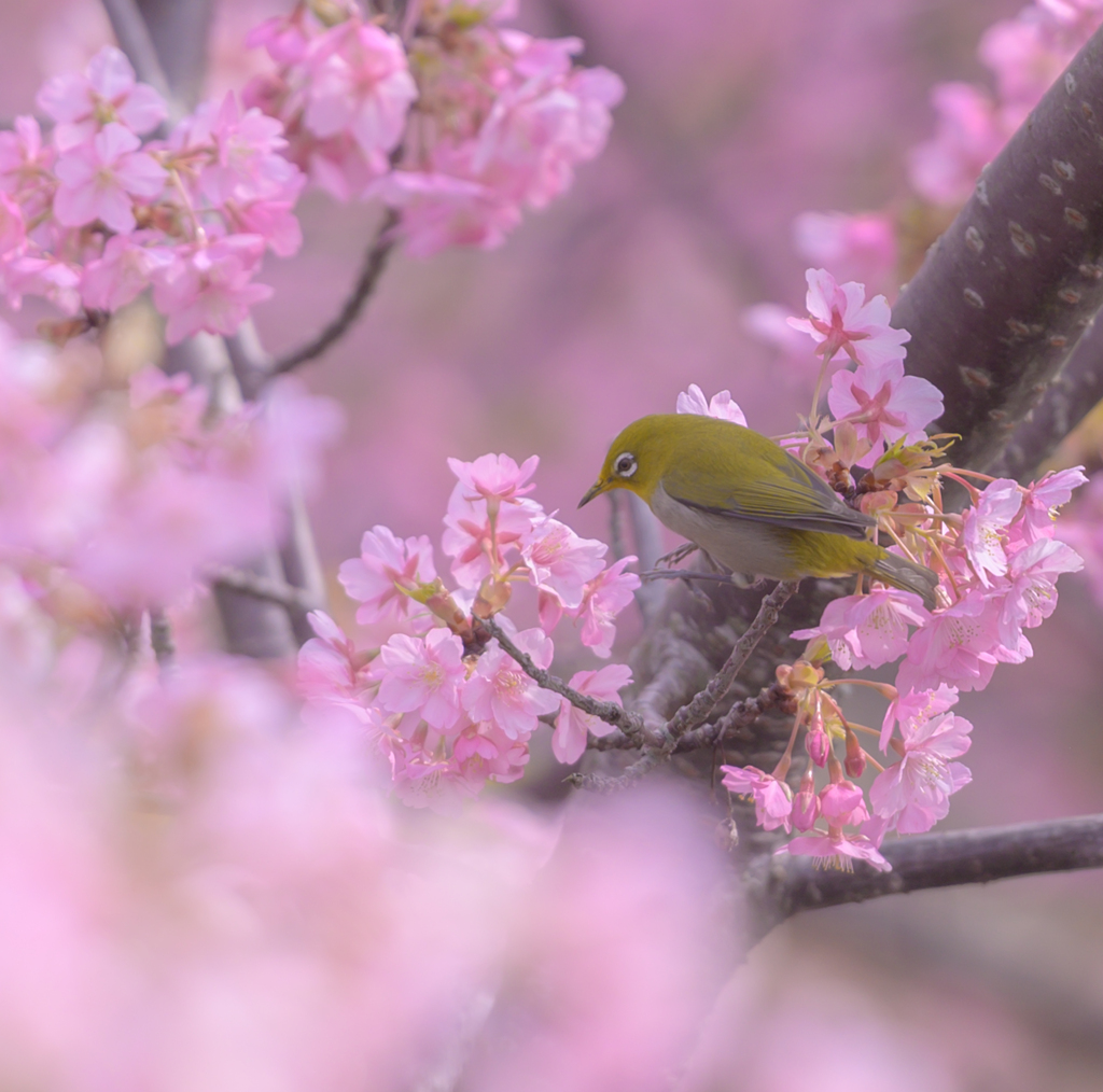 河津桜に包まれて